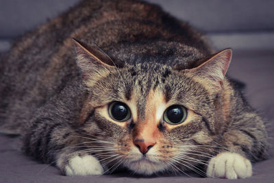 Close-up portrait of a cat