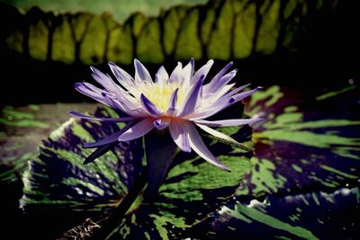 Close-up of lotus water lily