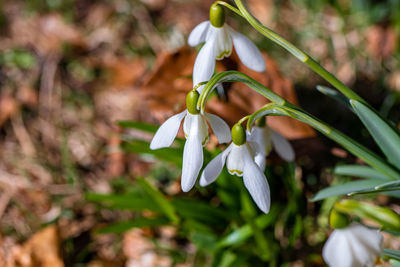 Close-up of white flowering plant