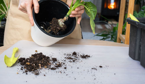 Cropped hand of person holding potted plant