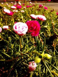 Close-up of pink flowers on field