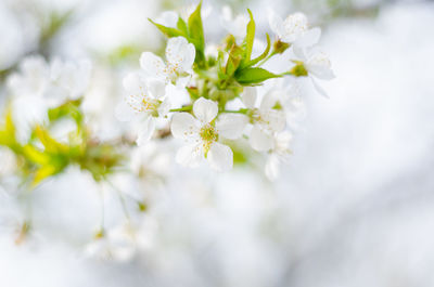 Close-up of white cherry blossoms