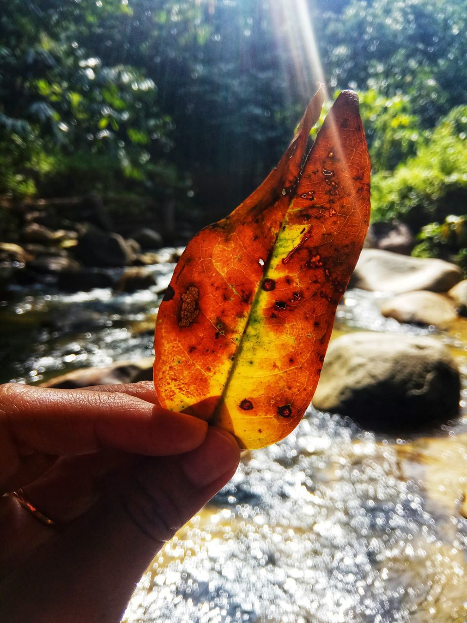 CLOSE-UP OF HAND HOLDING LEAF