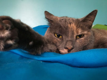 Close-up portrait of a cat resting on bed