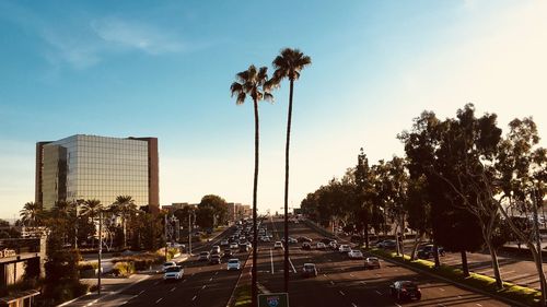 Cars on street by palm trees against sky