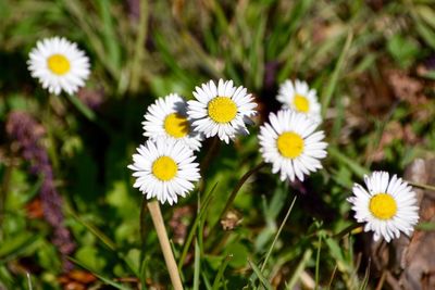 Close-up of white daisy flowers blooming in field