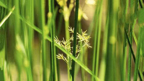 Close-up of stalks in field