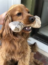 Close-up of a dog looking away