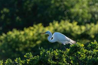 Bird perching on a tree
