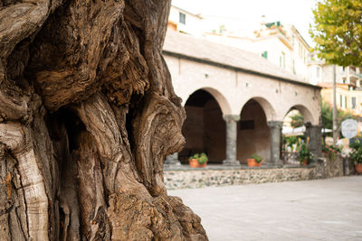 Close-up of tree trunk against building