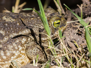Close-up of frog on field