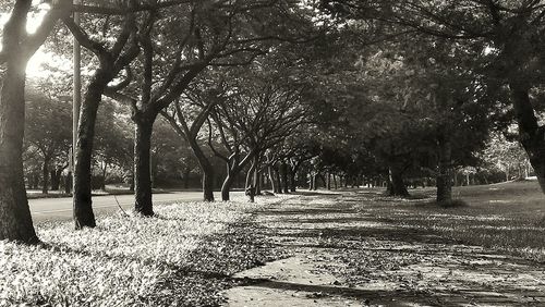 Road passing through forest