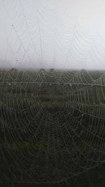 Close-up of water drops on spider web