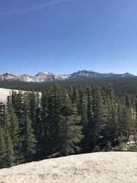 Scenic view of pine trees against clear sky