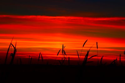 Silhouette plants on field against dramatic sky during sunset