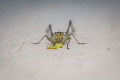 Close-up of spider