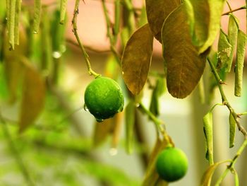 Close-up of fruit growing on tree