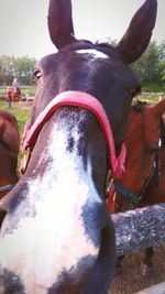 Close-up of goat