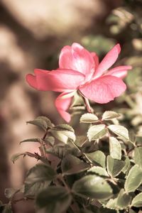 Close-up of pink flowering plant