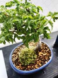 Close-up of potted plant on table