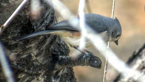 Close-up of bird in water