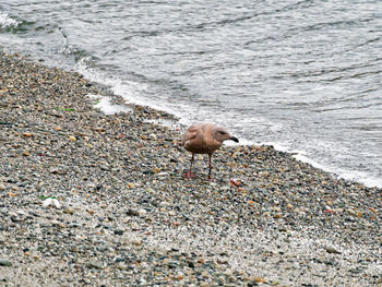 Seagull perching on shore