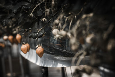 Close-up of crab hanging on plant