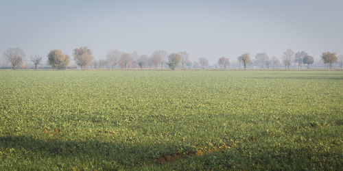 Scenic view of field against clear sky