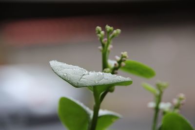 Close-up of wet plant