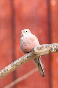 Close-up of bird perching on branch