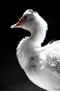 Close-up of a bird