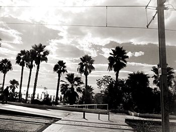 Palm trees by sea against sky