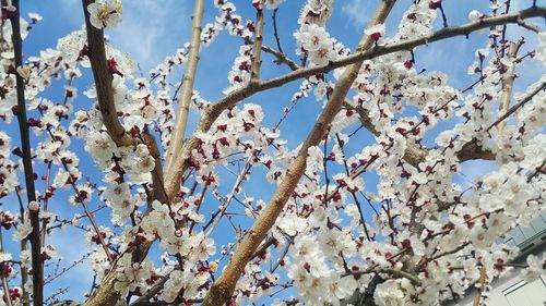 Low angle view of cherry blossom against sky