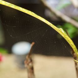 Close-up of spider on web