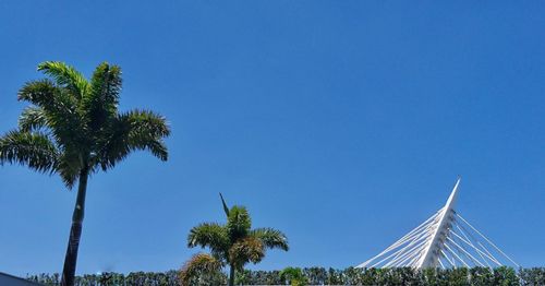 Low angle view of palm trees against clear blue sky