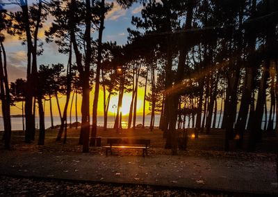 Silhouette trees in forest against sky during sunset