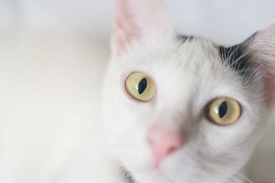 Close-up portrait of a cat