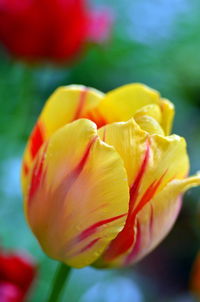 Tulip flower 