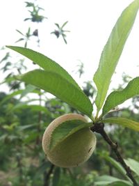 Close-up of fruit growing on tree