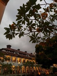 Low angle view of tree by building against sky