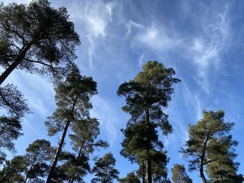 Low angle view of trees against sky