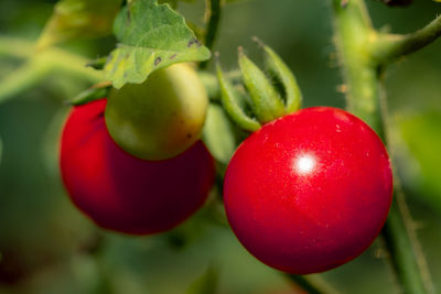 Close-up of apples on plant