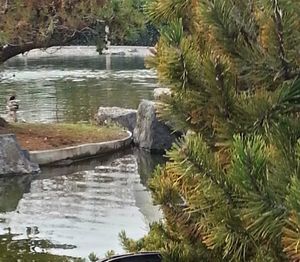 Reflection of trees in water