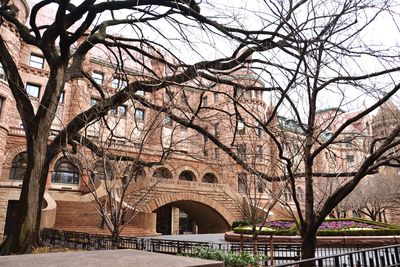 Low angle view of tree in city against sky