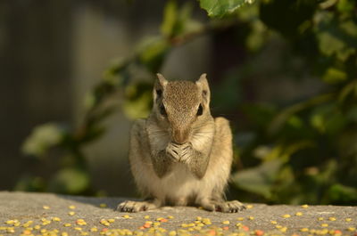 Close-up of squirrel