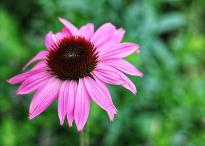 Close-up of pink flower