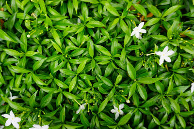 High angle view of white flowering plants