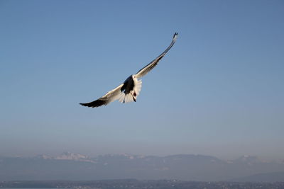 Low angle view of eagle flying against clear sky