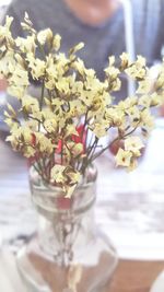 Close-up of flowers in vase