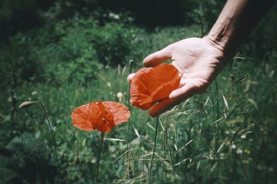 Close-up of hand holding orange flower